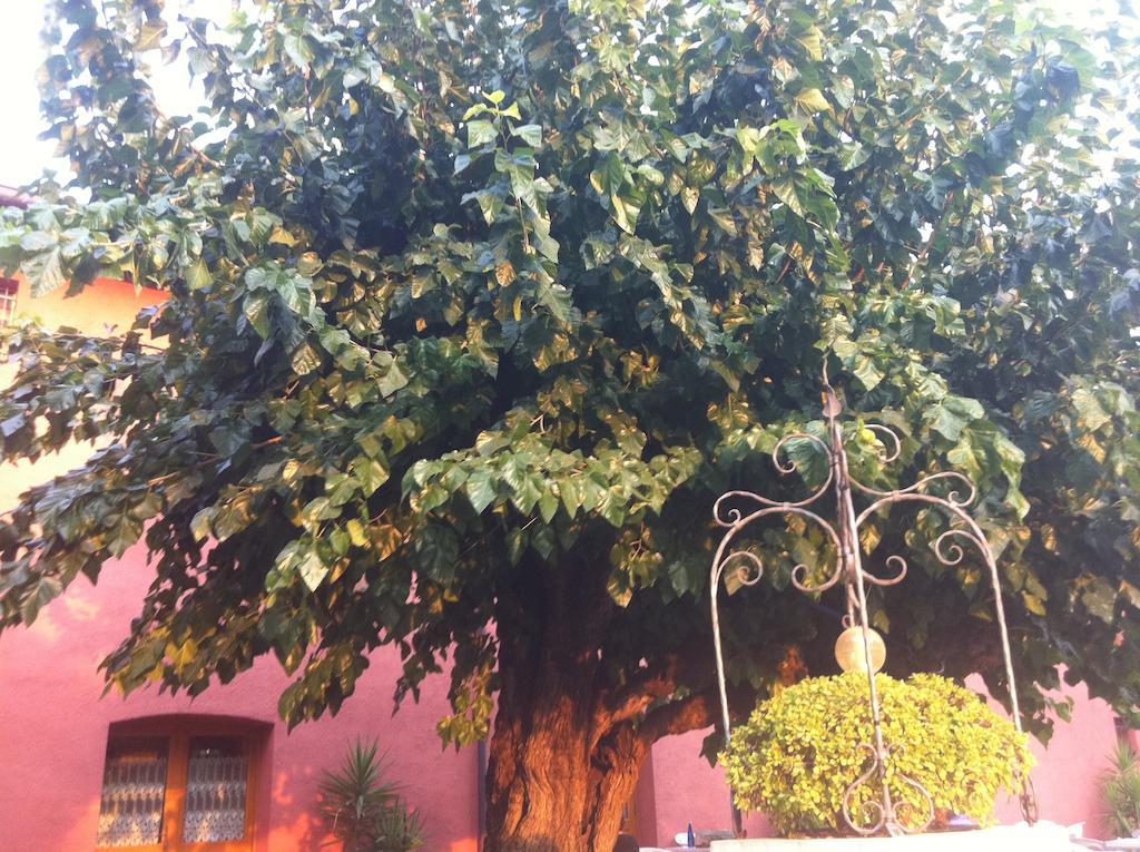 Agriturismo Al Casale คอ-ดรอยโป ภายนอก รูปภาพ